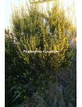 Acacia siculiformis