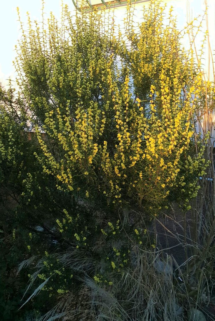 Acacia siculiformis