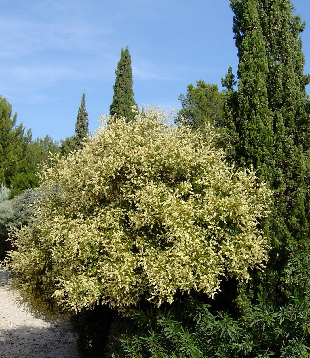 Acacia terminalis