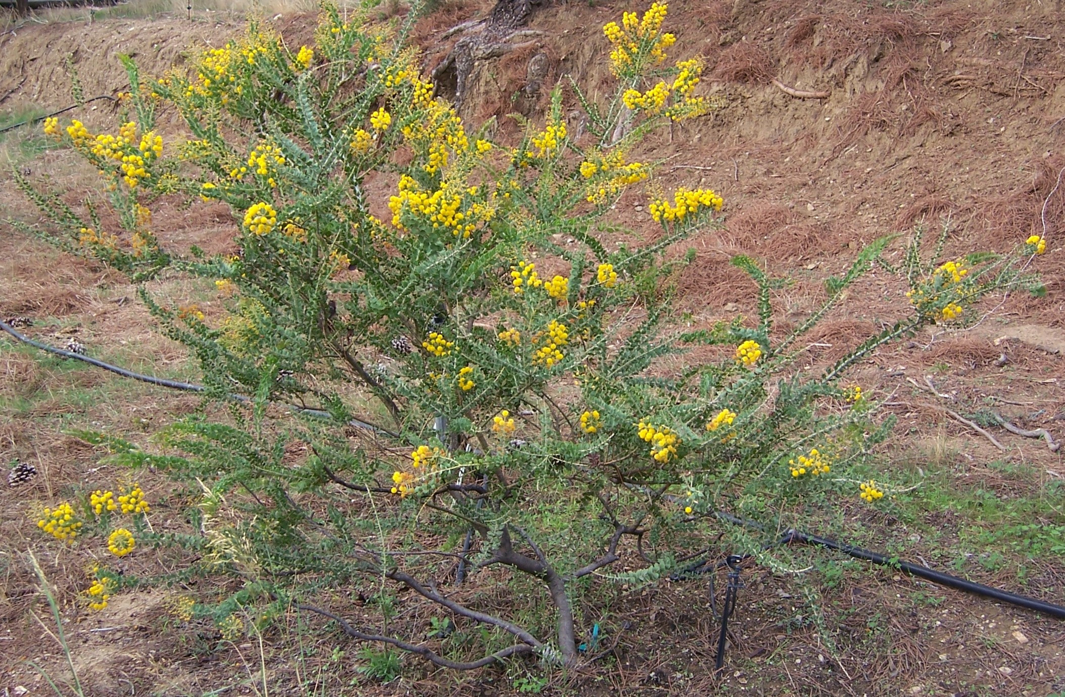 Acacia uncinata