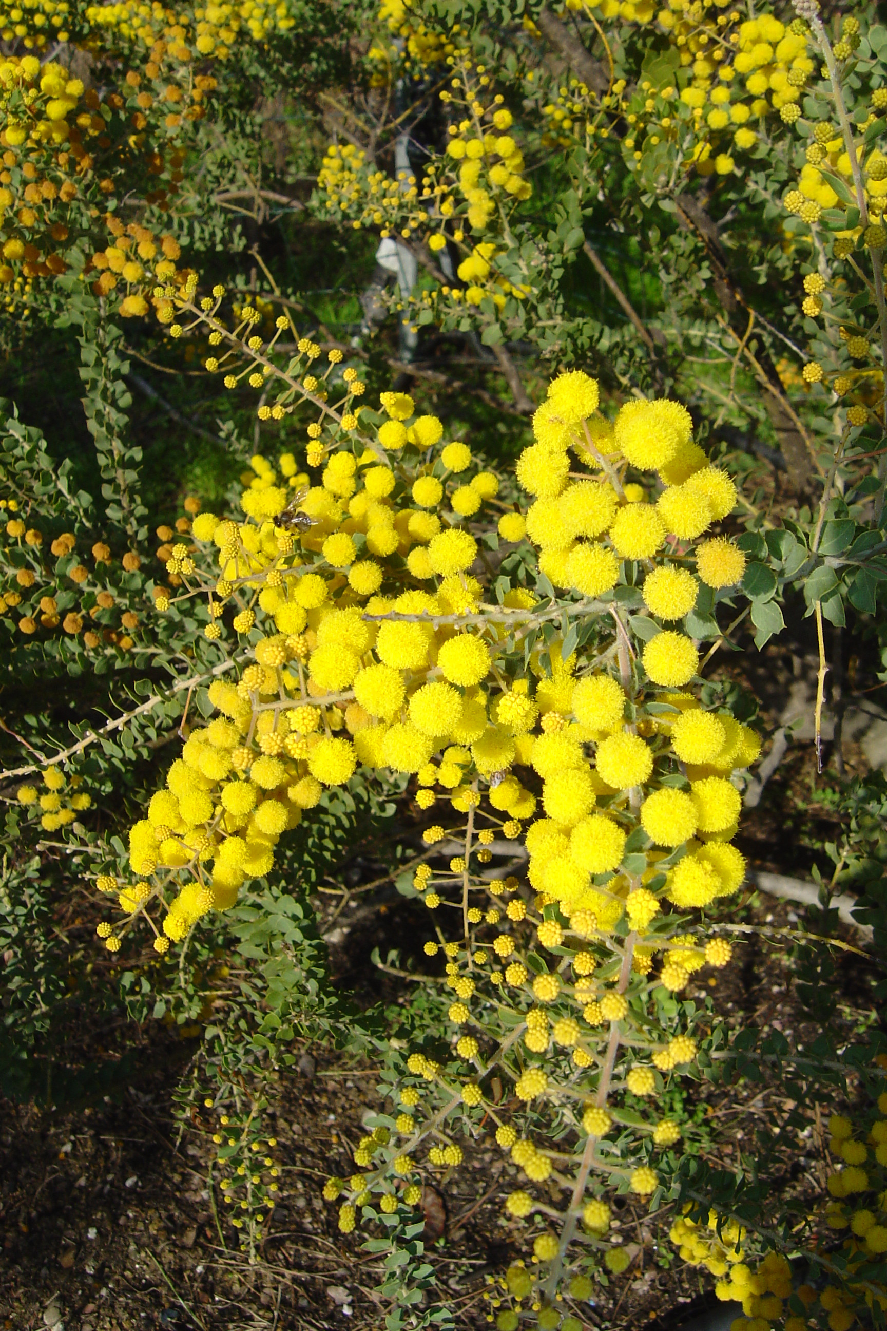 Acacia uncinata