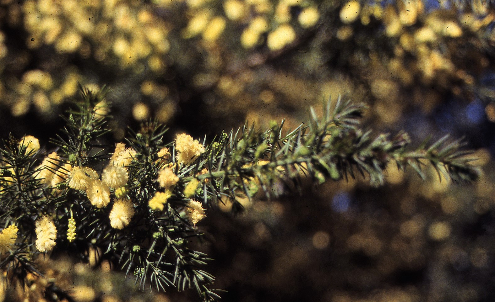 Acacia verticillata