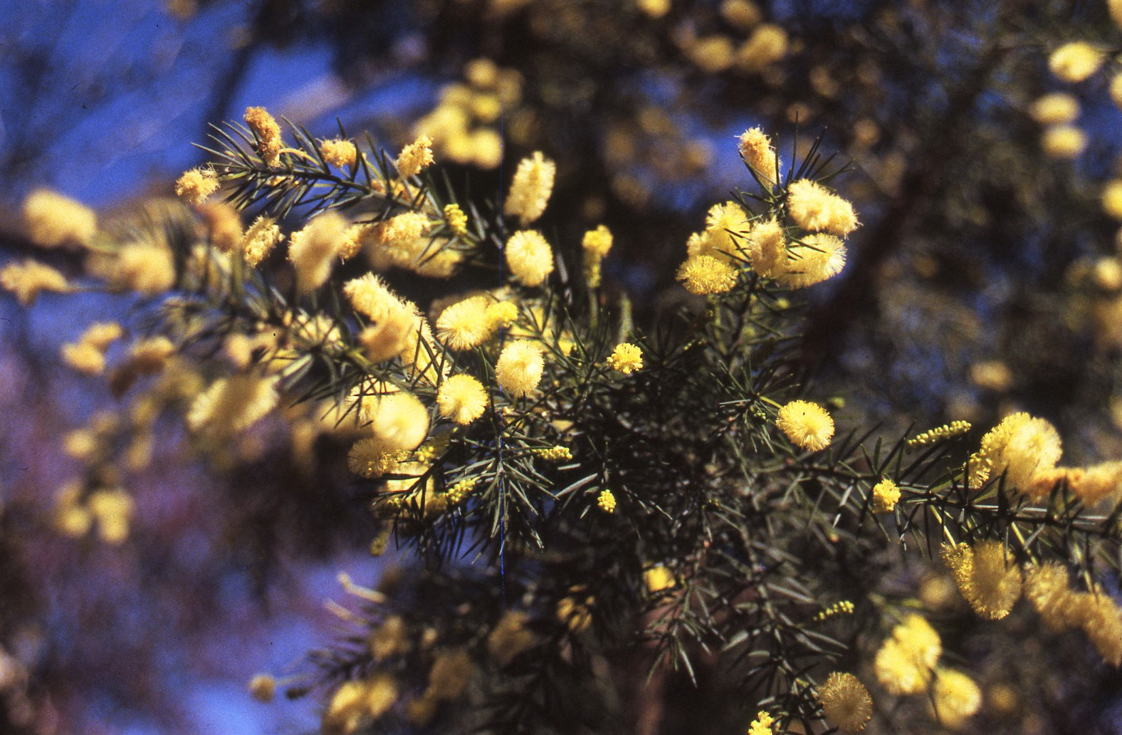 Acacia verticillata