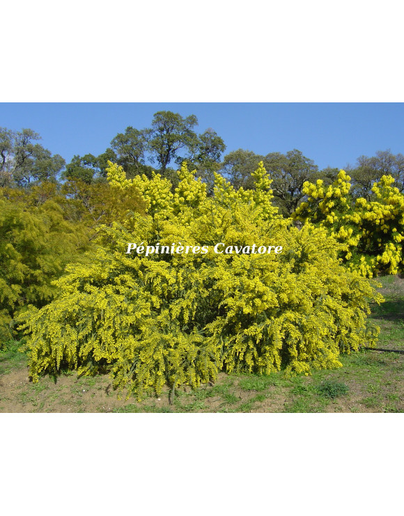 Acacia vestita 'Sainte-Hélène'