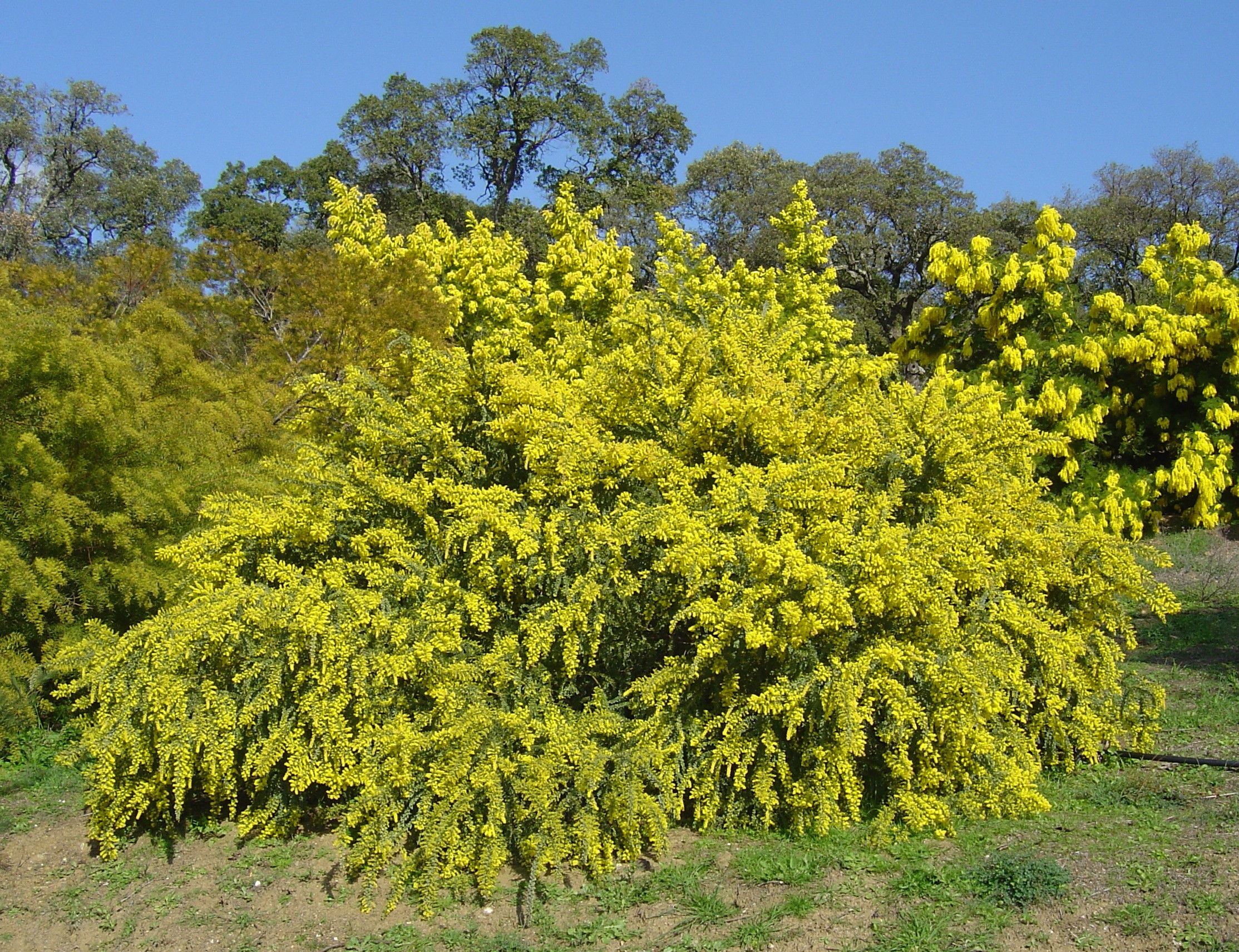 Acacia vestita 'Sainte-Hélène'