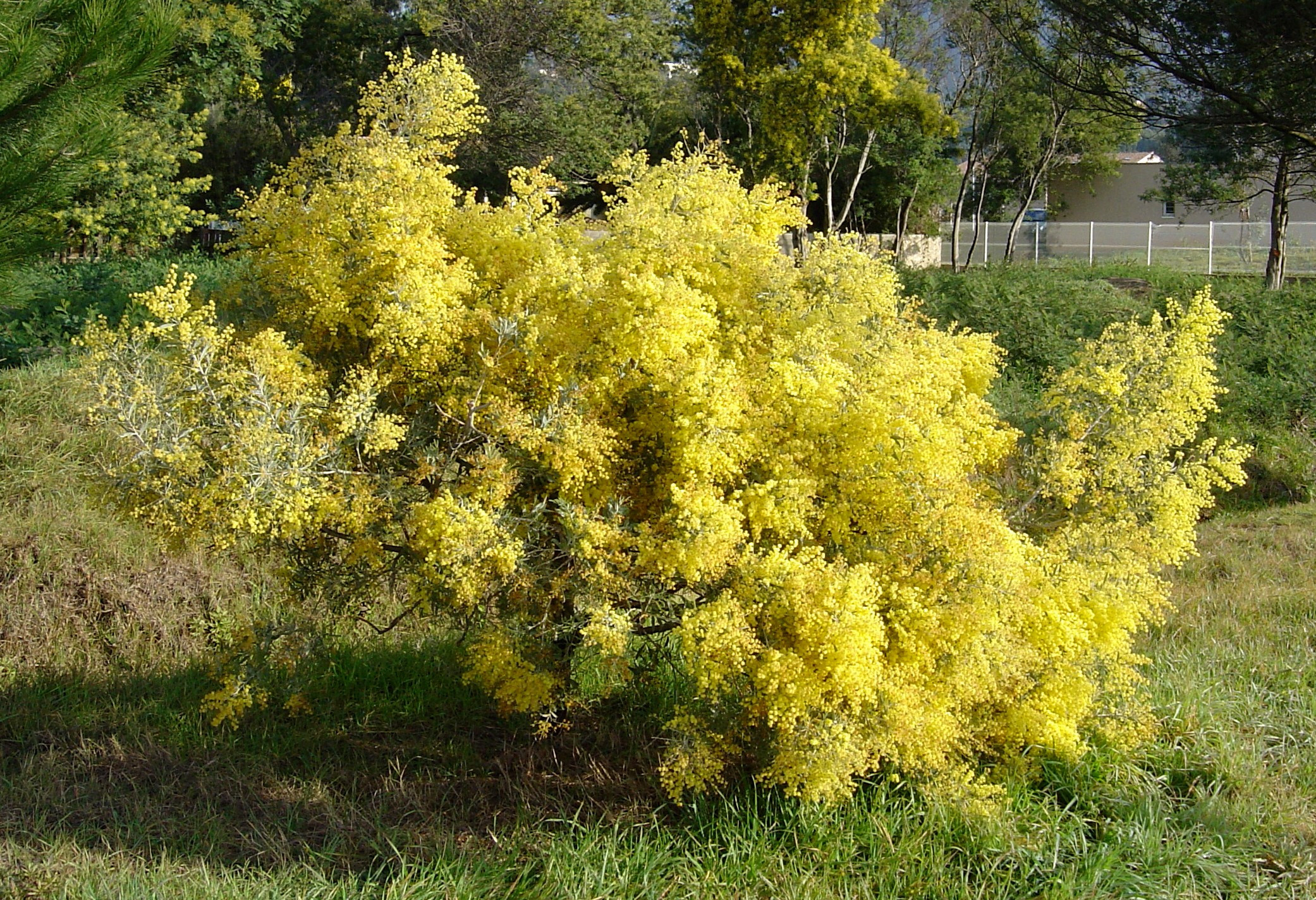 Acacia hanburyana