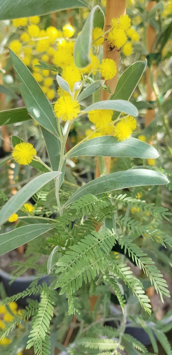 Acacia hanburyana