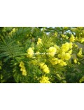 Acacia dealbata 'Gaulois Astier'