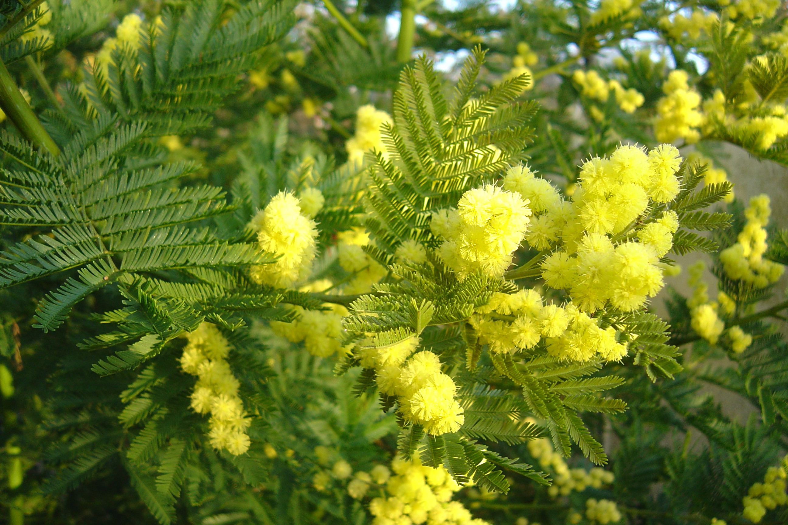 Acacia dealbata 'Gaulois Astier'