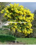 Acacia decurrens 'Rustica'