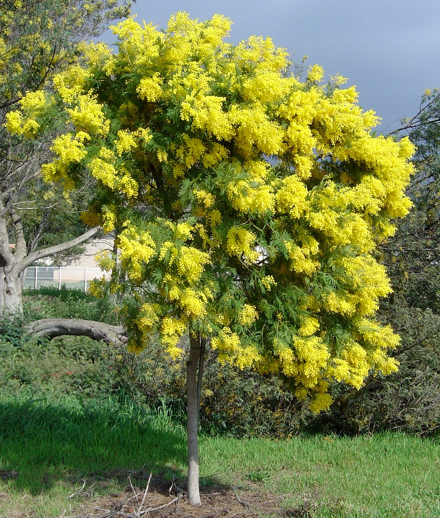 Acacia decurrens 'Rustica'