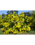 Acacia decurrens 'Rustica'