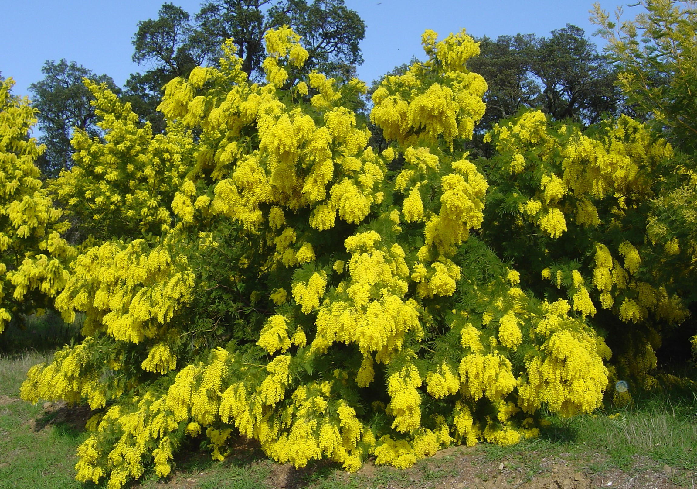 Acacia decurrens 'Rustica'