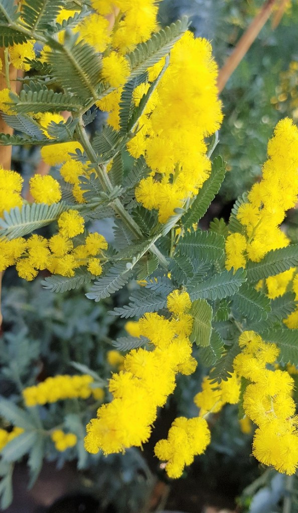 Acacia baileyana 'Prostrate' 1/2 tige