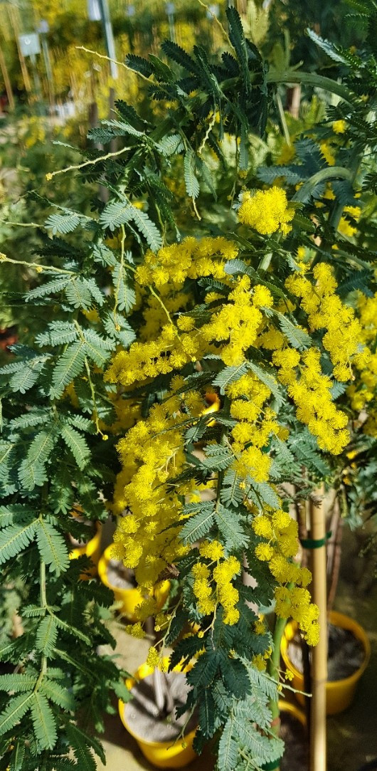 Acacia baileyana 'Prostrate' 1/2 tige