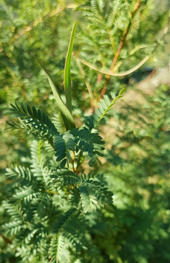 Acacia rubida