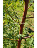Acacia rubida