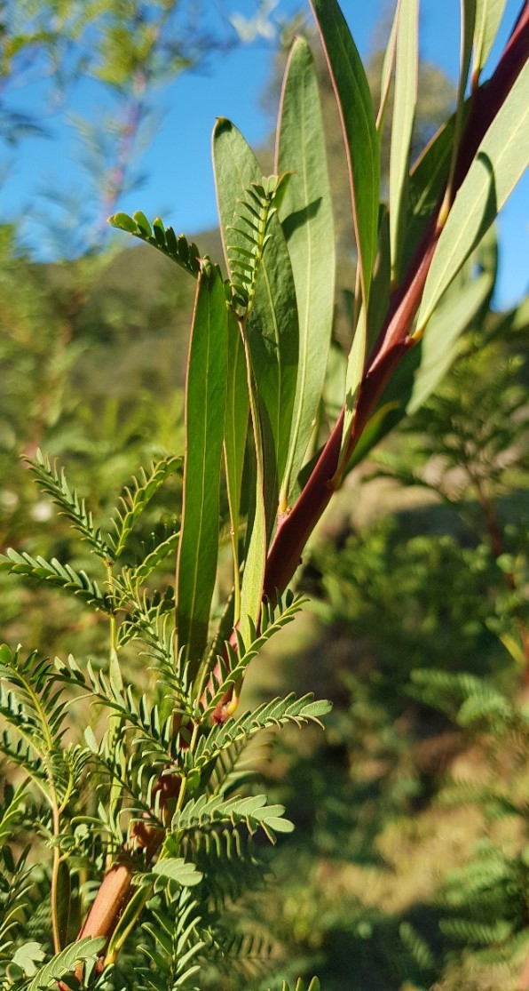 Acacia rubida