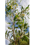 Acacia retinodes 'Super Lisette'