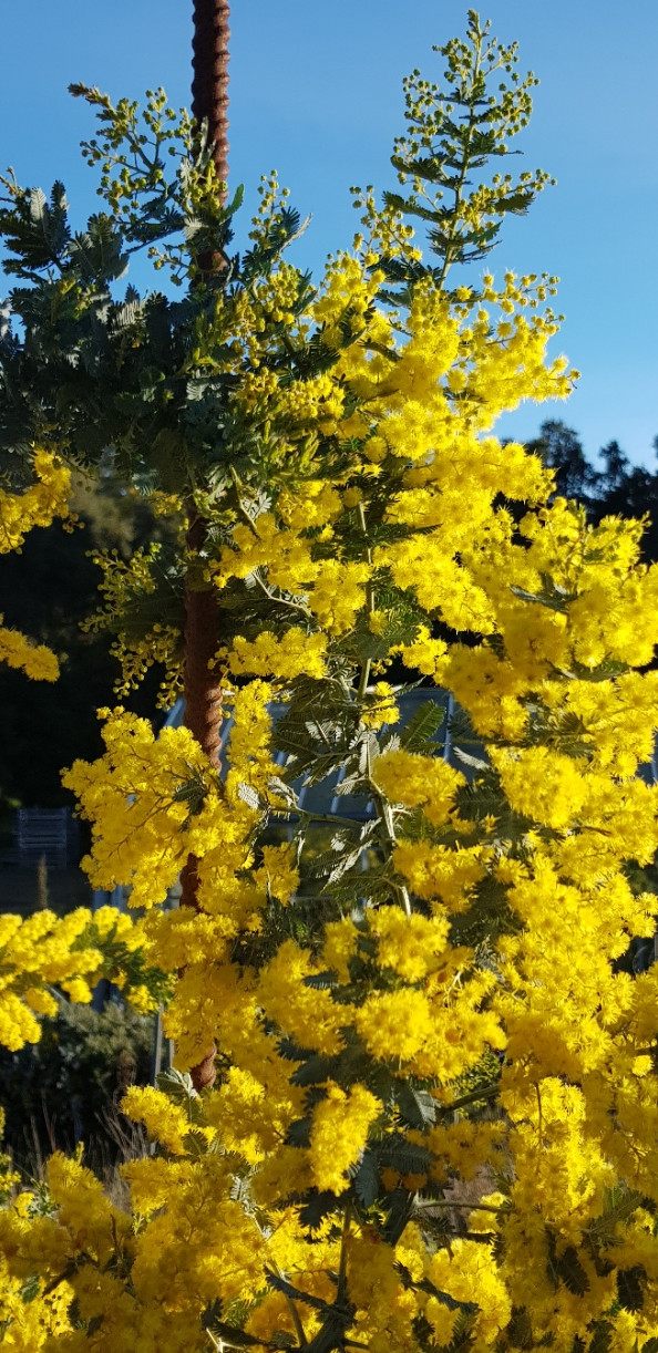 Acacia baileyana