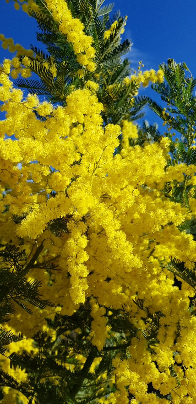 Acacia decurrens 'Bon Accueil'