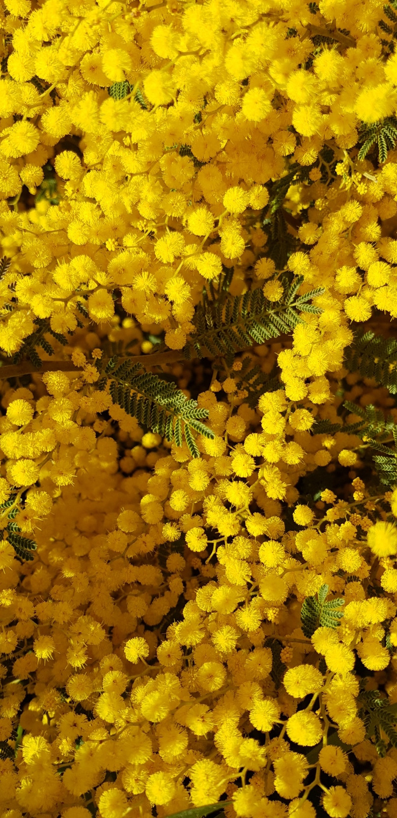 Acacia cardiophylla