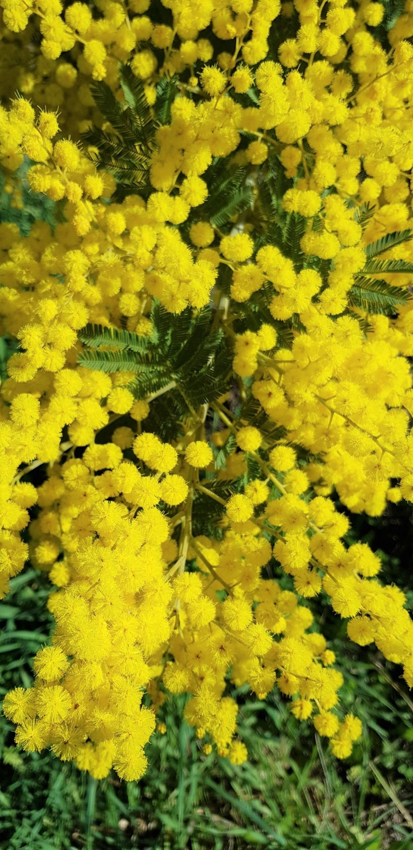 Acacia dealbata 'Gaulois'