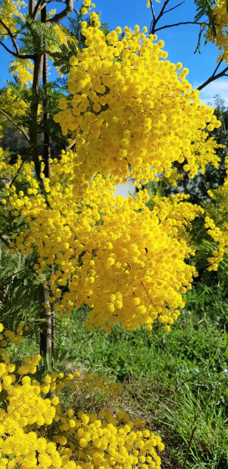 Acacia dealbata 'Gaulois'