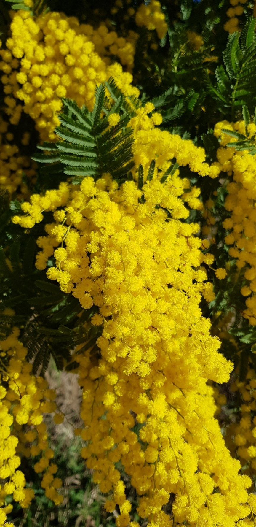 Acacia dealbata ‘Granet’