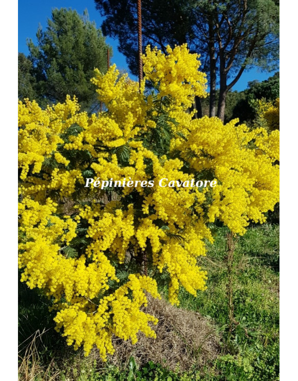 Acacia decurrens 'Latifolia'