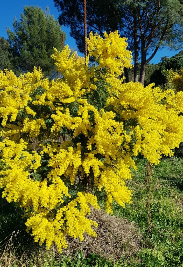 Acacia decurrens 'Latifolia'