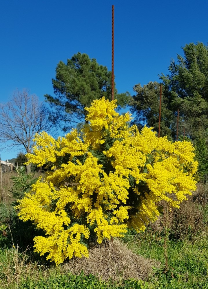 Acacia decurrens 'Latifolia'