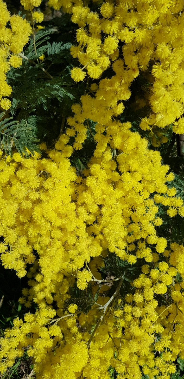 Acacia decurrens 'Latifolia'