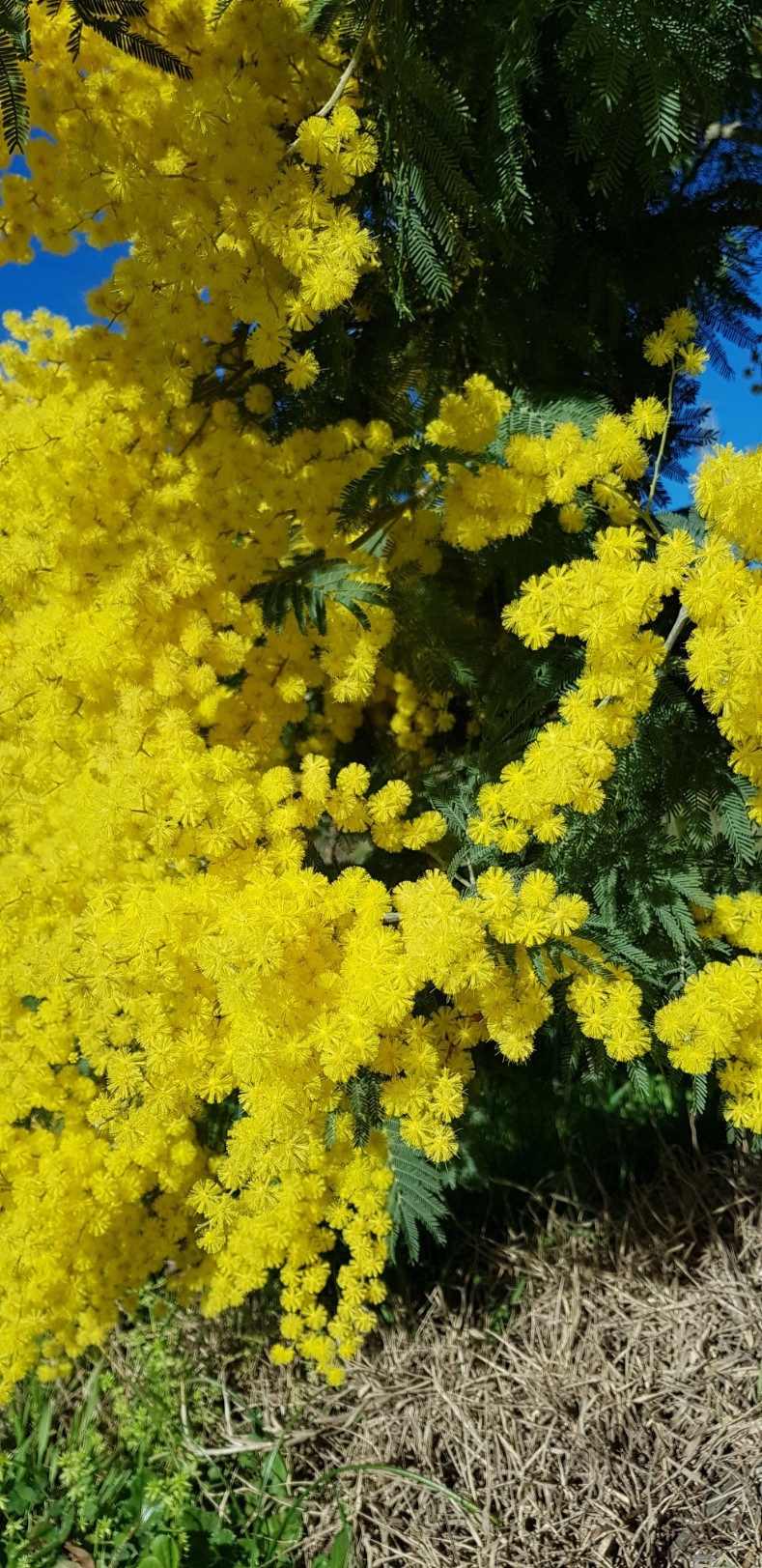 Acacia decurrens 'Latifolia'