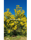 Acacia silvestris