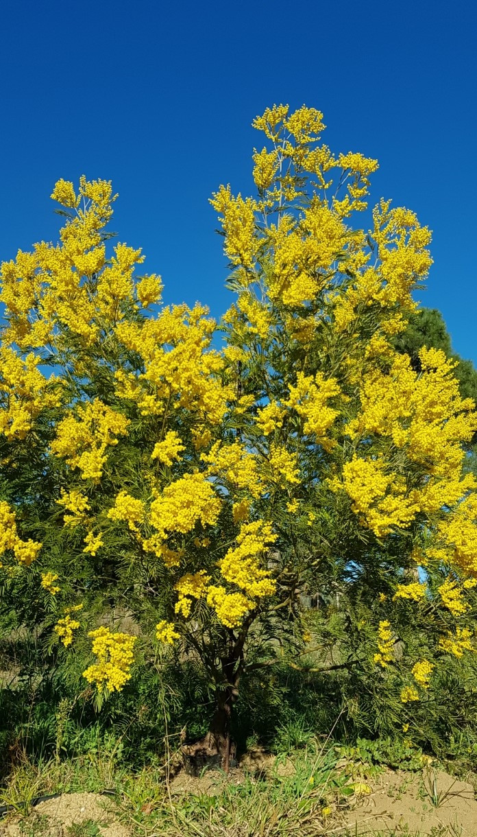 Acacia silvestris