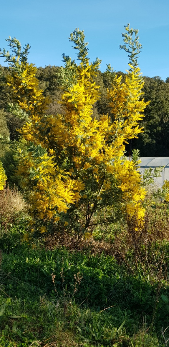 Acacia dealbata 'Rêve d'Or'