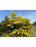 Acacia decurrens 'Rustica'