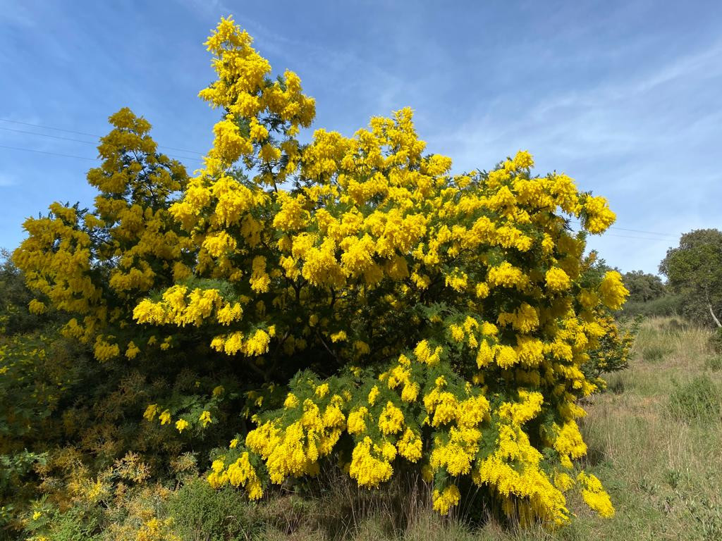 Acacia decurrens 'Rustica'