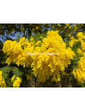 Acacia decurrens 'Rustica'