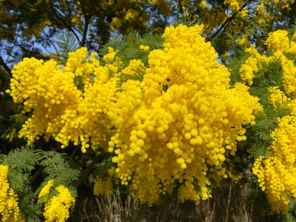 Acacia decurrens 'Rustica'