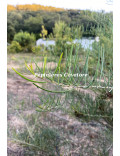 Acacia cupularis