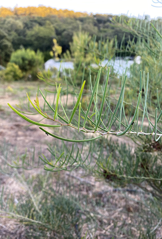 Acacia cupularis