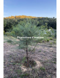 Acacia cupularis