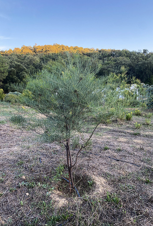 Acacia cupularis