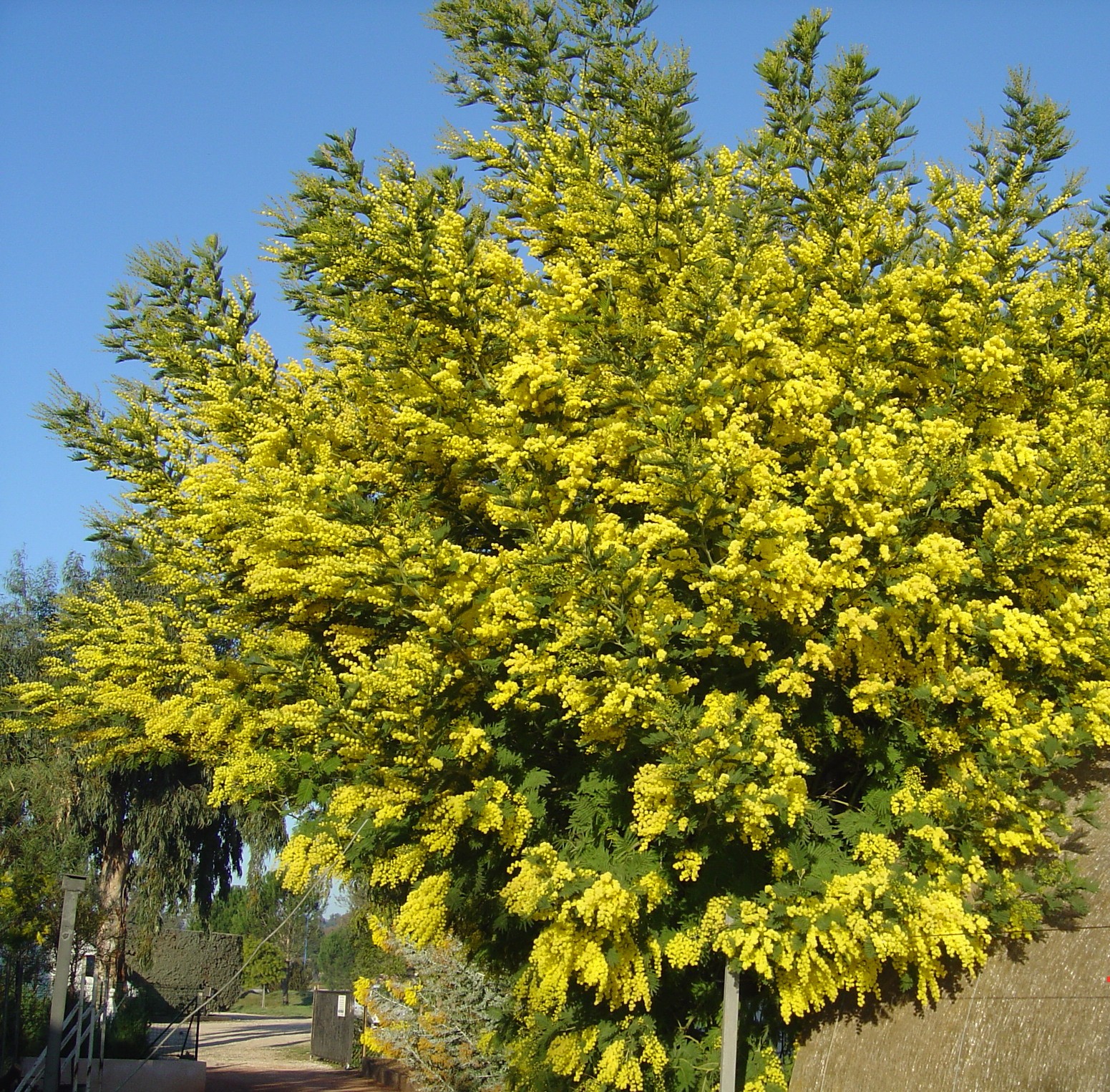 Acacia dealbata 'Mirandole'