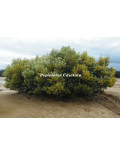 Acacia argyrophylla