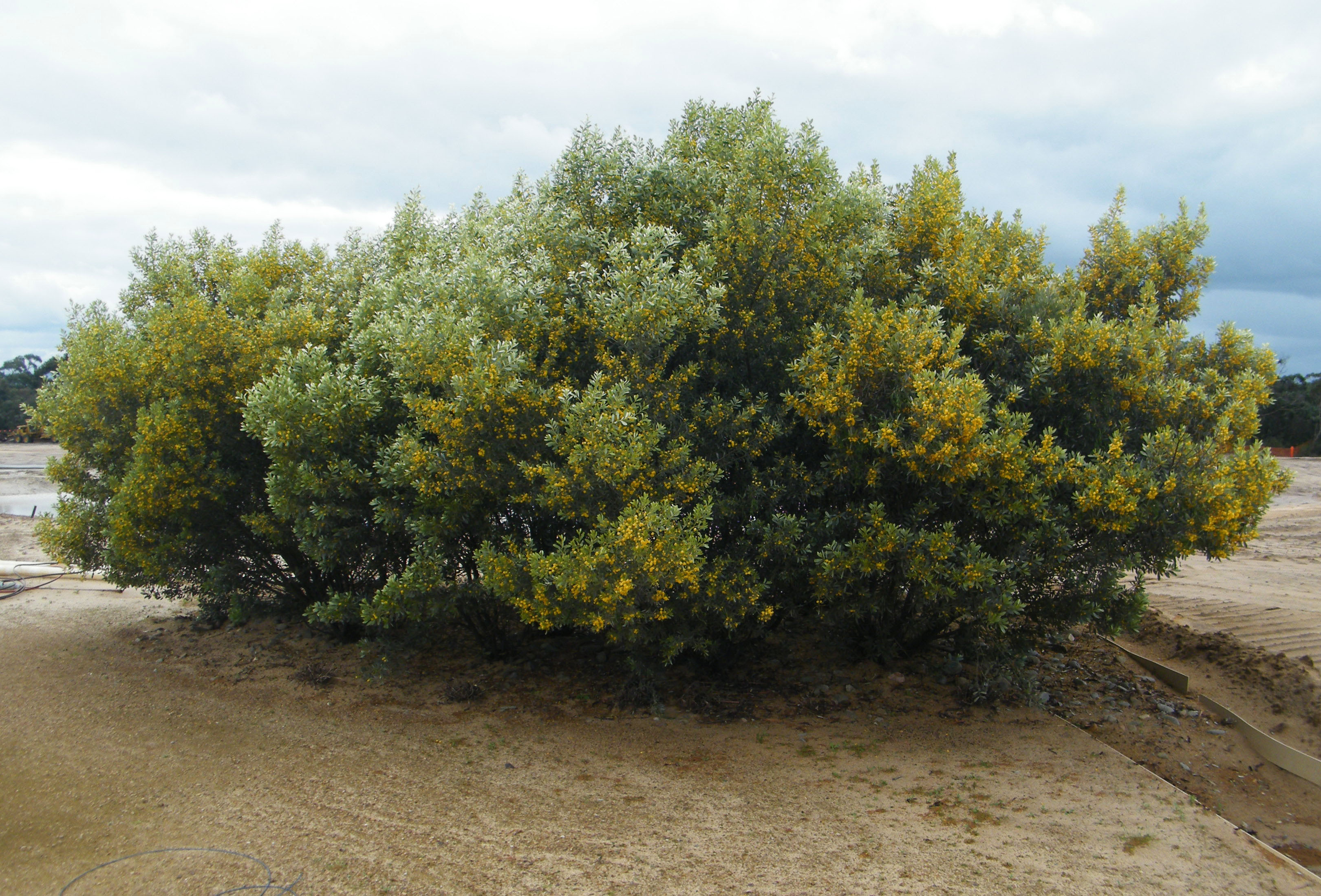 Acacia argyrophylla