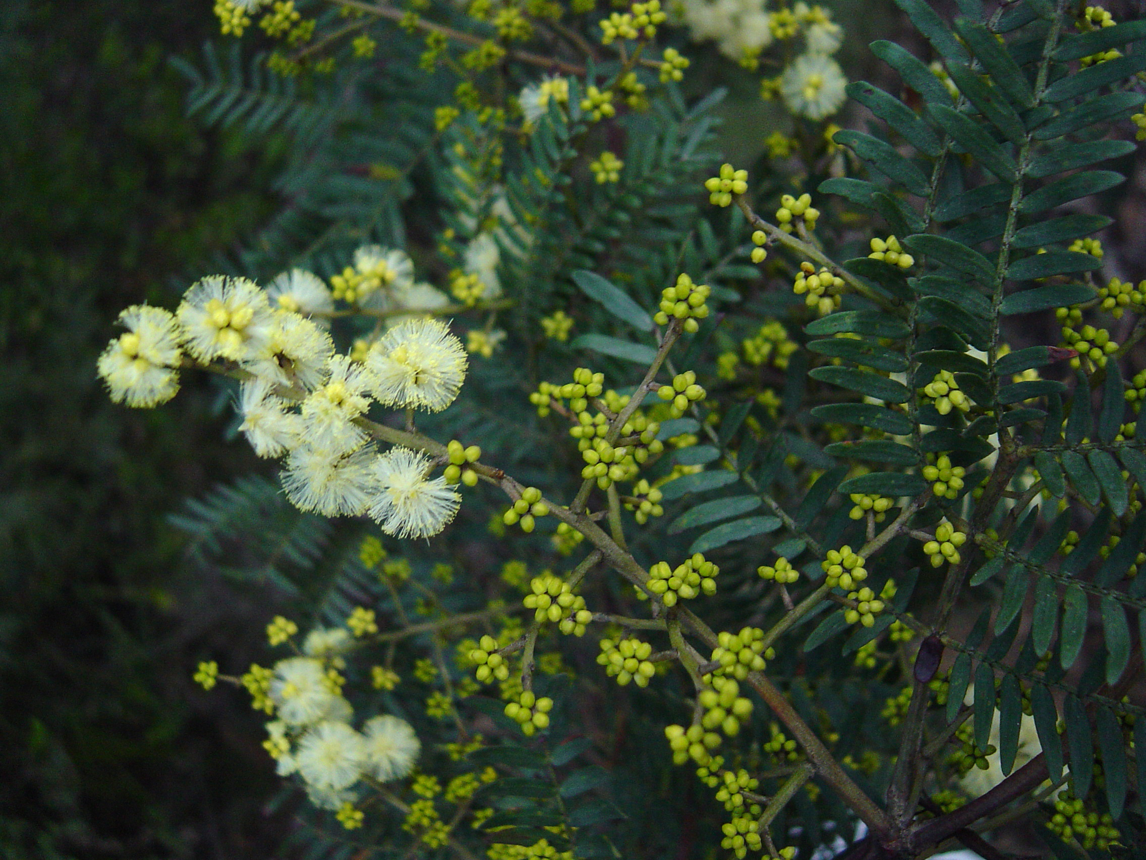 Acacia terminalis