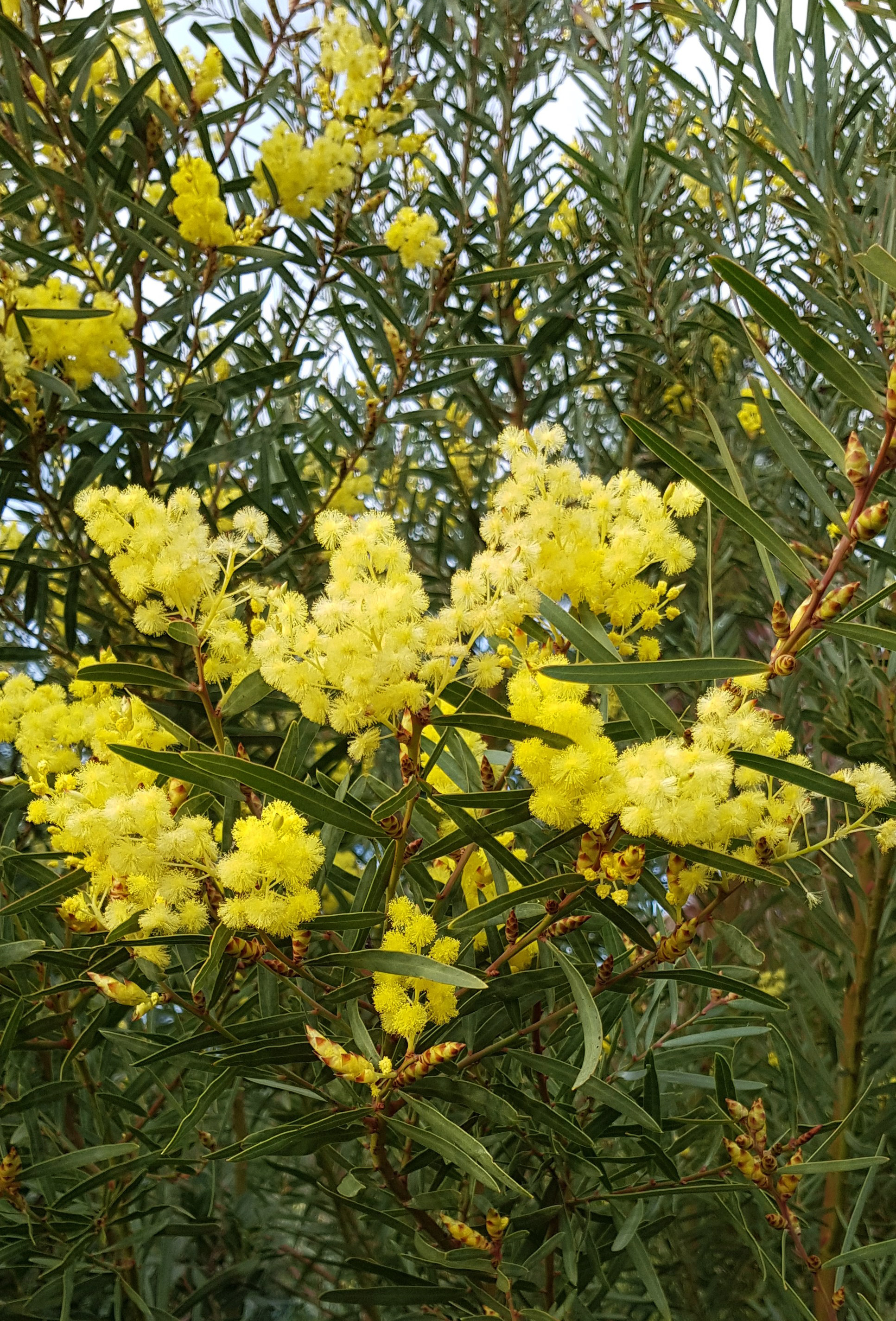 Acacia iteaphylla